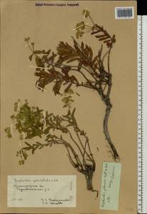 Euphorbia glareosa Pall. ex M.Bieb., Eastern Europe, Lower Volga region (E9) (Russia)