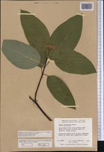 Cornus sericea L., America (AMER) (Canada)