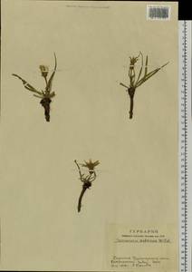 Takhtajaniantha austriaca (Willd.) Zaika, Sukhor. & N. Kilian, Siberia, Altai & Sayany Mountains (S2) (Russia)