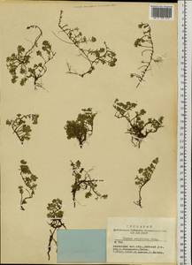 Thymus mongolicus (Ronniger) Ronniger, Siberia, Altai & Sayany Mountains (S2) (Russia)