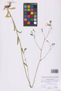 Campanula patula L., Eastern Europe, Moscow region (E4a) (Russia)