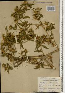 Centaurea iberica Trevis. ex Spreng., Caucasus, Dagestan (K2) (Russia)