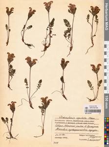 Pedicularis capitata Adams, Siberia, Chukotka & Kamchatka (S7) (Russia)