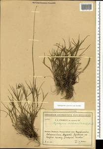 Agropyron cristatum (L.) Gaertn., Caucasus, Black Sea Shore (from Novorossiysk to Adler) (K3) (Russia)