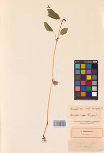 Impatiens noli-tangere L., Eastern Europe, North-Western region (E2) (Russia)