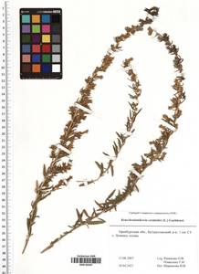 Krascheninnikovia ceratoides (L.) Gueldenst., Eastern Europe, Eastern region (E10) (Russia)