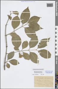 Euonymus europaeus L., Eastern Europe, Central forest-and-steppe region (E6) (Russia)