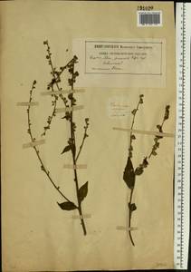 Verbascum nigrum L., Eastern Europe, South Ukrainian region (E12) (Ukraine)