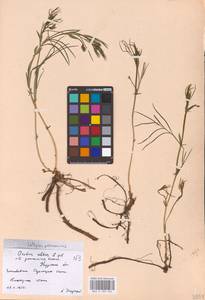 Lathyrus pannonicus subsp. collinus (Ortmann) Soó, Eastern Europe, Central forest-and-steppe region (E6) (Russia)