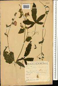 Althaea cannabina L., Caucasus, Stavropol Krai, Karachay-Cherkessia & Kabardino-Balkaria (K1b) (Russia)