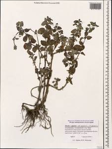 Mentha × piperita L., Caucasus, Azerbaijan (K6) (Azerbaijan)