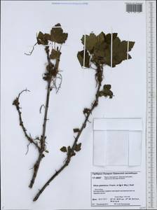 Ribes spicatum subsp. lapponicum Hyl., Siberia, Western Siberia (S1) (Russia)