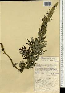 Artemisia vulgaris subsp. vulgaris, Mongolia (MONG) (Mongolia)