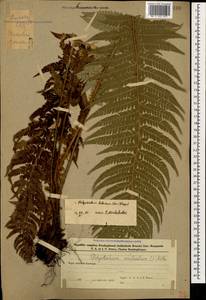 Polystichum aculeatum (L.) Roth, Caucasus, Azerbaijan (K6) (Azerbaijan)
