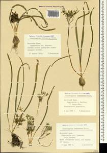 Ornithogalum fimbriatum Willd., Crimea (KRYM) (Russia)