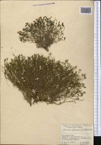 Askellia flexuosa (Ledeb.) W. A. Weber, Middle Asia, Pamir & Pamiro-Alai (M2) (Kyrgyzstan)