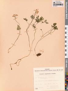 Corydalis magadanica A.P.Khokhr., Siberia, Chukotka & Kamchatka (S7) (Russia)