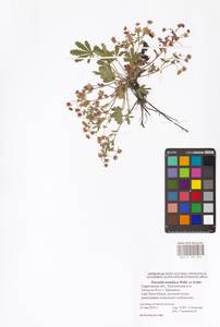 Potentilla humifusa Willd. ex D. F. K. Schltdl., Eastern Europe, Lower Volga region (E9) (Russia)