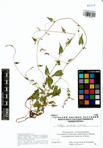 Fallopia convolvulus (L.) Á. Löve, Siberia, Baikal & Transbaikal region (S4) (Russia)