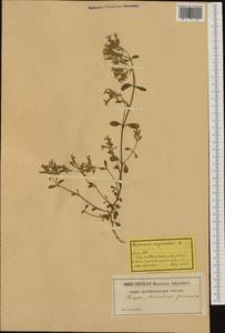 Saponaria ocymoides L., Western Europe (EUR) (Switzerland)
