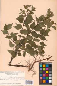 Prunus armeniaca L., Eastern Europe, Moscow region (E4a) (Russia)