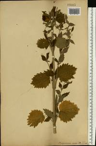 Chaiturus marrubiastrum (L.) Ehrh. ex Rchb., Eastern Europe, Central forest-and-steppe region (E6) (Russia)
