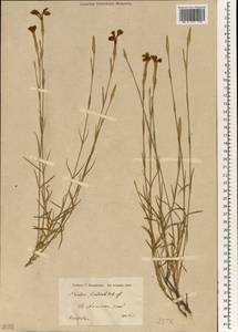 Dianthus orientalis, South Asia, South Asia (Asia outside ex-Soviet states and Mongolia) (ASIA) (Iran)