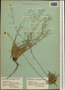 Erysimum crassipes Fisch. & C. A. Mey., Caucasus, Armenia (K5) (Armenia)