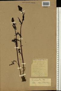 Pedicularis compacta Stephan ex Willd., Eastern Europe, Northern region (E1) (Russia)