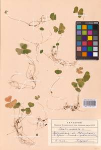 Oxalis acetosella L., Eastern Europe, North-Western region (E2) (Russia)