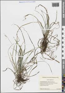 Carex digitata L., Eastern Europe, Western region (E3) (Russia)