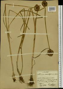 Allium sacculiferum Maxim., Siberia, Russian Far East (S6) (Russia)