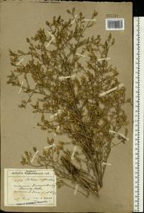 Centaurea diffusa Lam., Eastern Europe, South Ukrainian region (E12) (Ukraine)