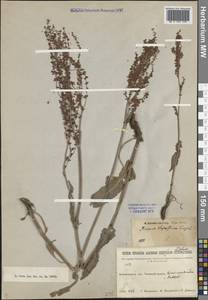 Rumex thyrsiflorus Fingerh., Siberia, Baikal & Transbaikal region (S4) (Russia)