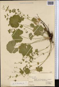 Alchemilla cheirochlora Juz., Eastern Europe, Central region (E4) (Russia)