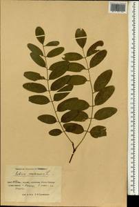 Robinia pseudoacacia L., South Asia, South Asia (Asia outside ex-Soviet states and Mongolia) (ASIA) (China)