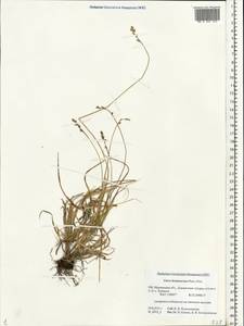 Carex brunnescens (Pers.) Poir., Eastern Europe, Northern region (E1) (Russia)