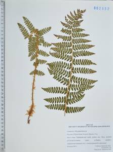 Polystichum braunii (Spenn.) Fée, Siberia, Russian Far East (S6) (Russia)