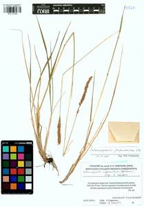 Calamagrostis purpurascens R.Br., Siberia, Baikal & Transbaikal region (S4) (Russia)
