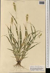 Setaria viridis (L.) P.Beauv., Mongolia (MONG) (Mongolia)