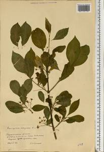 Euonymus europaeus L., Eastern Europe, South Ukrainian region (E12) (Ukraine)