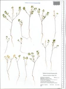Meniocus linifolius (Stephan ex Willd.) DC., Middle Asia, Pamir & Pamiro-Alai (M2) (Kyrgyzstan)