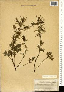 Eryngium caucasicum Trautv., Caucasus, Armenia (K5) (Armenia)