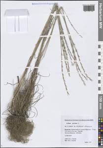 Lolium perenne L., Siberia, Baikal & Transbaikal region (S4) (Russia)
