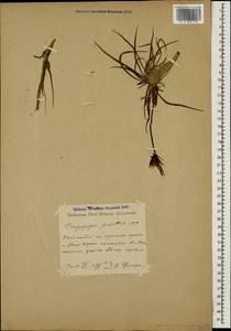 Tragopogon pusillus M. Bieb., Caucasus, North Ossetia, Ingushetia & Chechnya (K1c) (Russia)