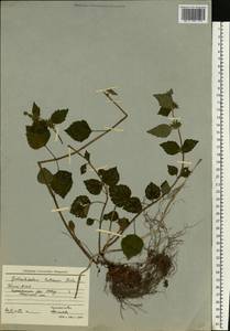 Lamium galeobdolon subsp. galeobdolon, Eastern Europe, Northern region (E1) (Russia)