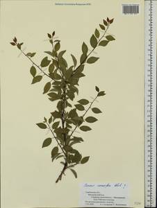 Prunus cerasifera Ehrh., Eastern Europe, Central forest-and-steppe region (E6) (Russia)
