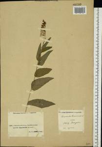 Campanula bononiensis L., Middle Asia, Caspian Ustyurt & Northern Aralia (M8) (Kazakhstan)