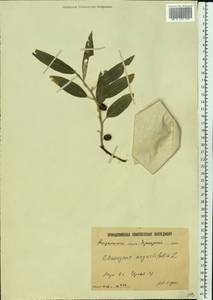 Elaeagnus angustifolia L., Eastern Europe, Lower Volga region (E9) (Russia)