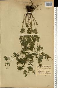 Potentilla erecta (L.) Raeusch., Eastern Europe, Belarus (E3a) (Belarus)